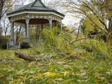 [Photo of a fallen branch by the bandshell in Victoria Park]