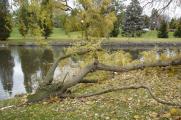 [Photo of a fallen branch by Victoria Park Lake]