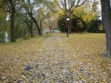 [Photo of a leaf-strewn path in Victoria Park]