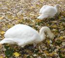 [Photo of swans feeding in Victoria Park]