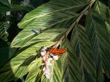 [Photo from the Butterfly Conservatory]