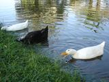 [Photo of ducks]