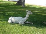 [Photo of llama]