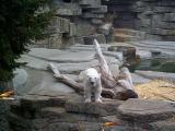 [Photo of polar bear]
