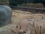 [Photo of prairie dogs]