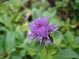 [Photo of a flower at Nani Mau]