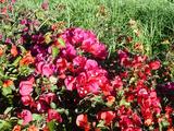 [Photo of flowers]