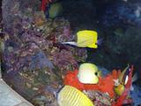 [Photo of a common longnose butterflyfish]