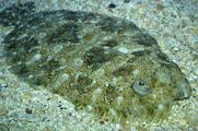 [Photo of a flatfish]