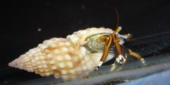 [Photo of a hermit crab]