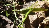 [Photo of a grasshopper]
