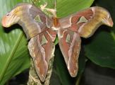[Atlas moth]