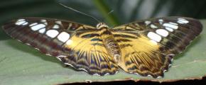 [Clipper butterfly with wings spread]