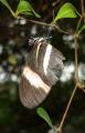 [Postman butterfly on a branch]
