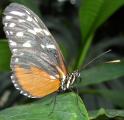 [Tiger Longwing butterfly with wings folded]