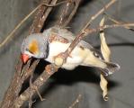 [Grey and white finch]