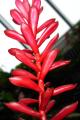 [Bright red flower]