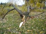 [Photo of a fallen branch by Victoria Park Lake]