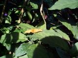 [Photo from the Butterfly Conservatory]