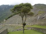 [Photo of tree]