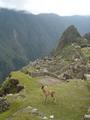[Photo of young llama at Machu Picchu]