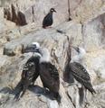 [Photo of Inca Tern and Peruvian Boobies]
