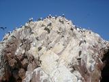 [Photo of Peruvian Boobies]
