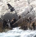 [Photo of South American Sea Lions]