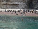 [Photo of South American Sea Lions]