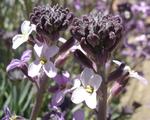 [Photo of a Teide Wallflower]
