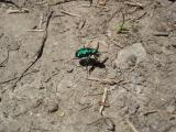 [Photo of a Six-spotted Tiger Beetle]