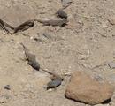 [Photo of Canary Island lizards]